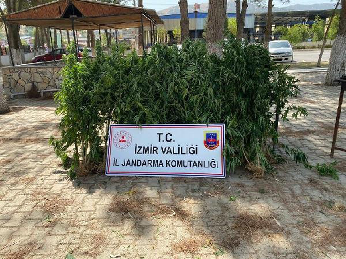 İzmir\'de 3 bin kök Hint keneviri ele geçirildi: 18 gözaltı