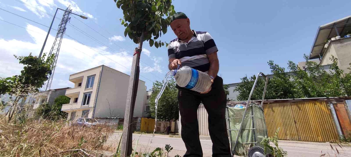 Sokak sokak gezip her yere meyve fidanı dikiyor