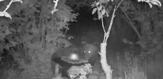 Arı kovanlarını parçalayan ayı, fotokapanla görüntülendi