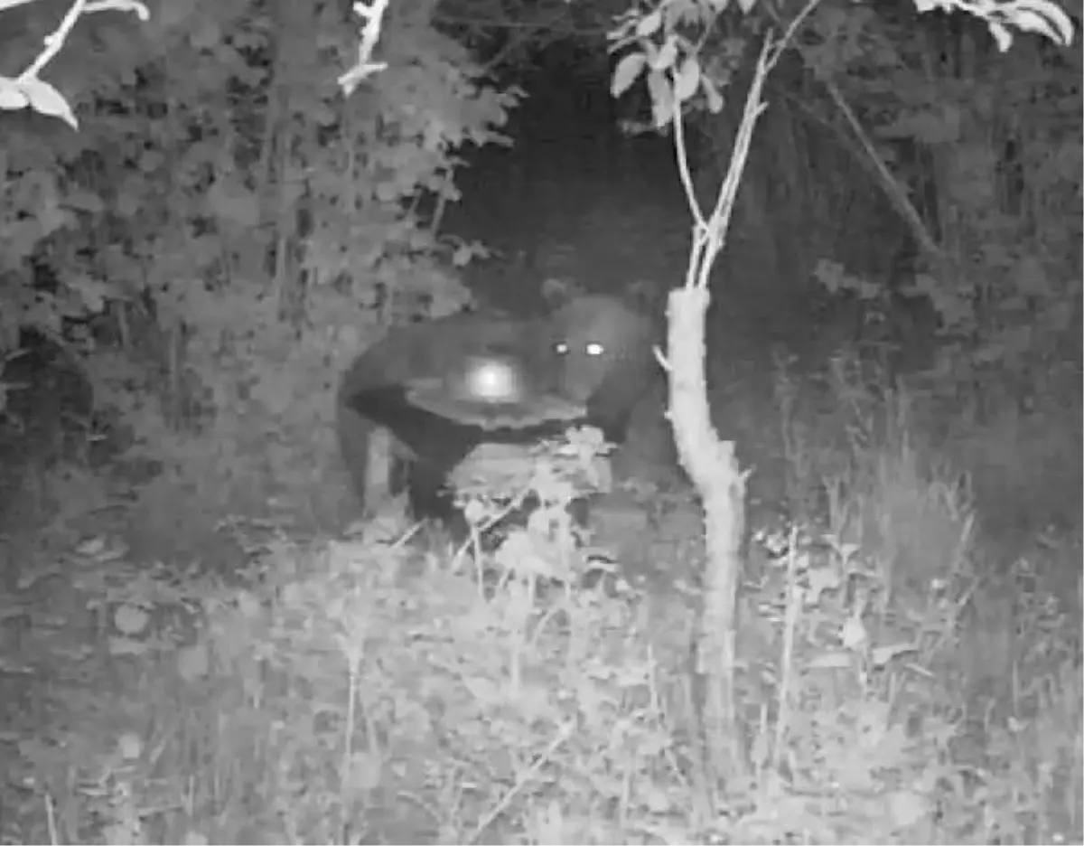 Arı kovanlarını parçalayan ayı, fotokapanla görüntülendi