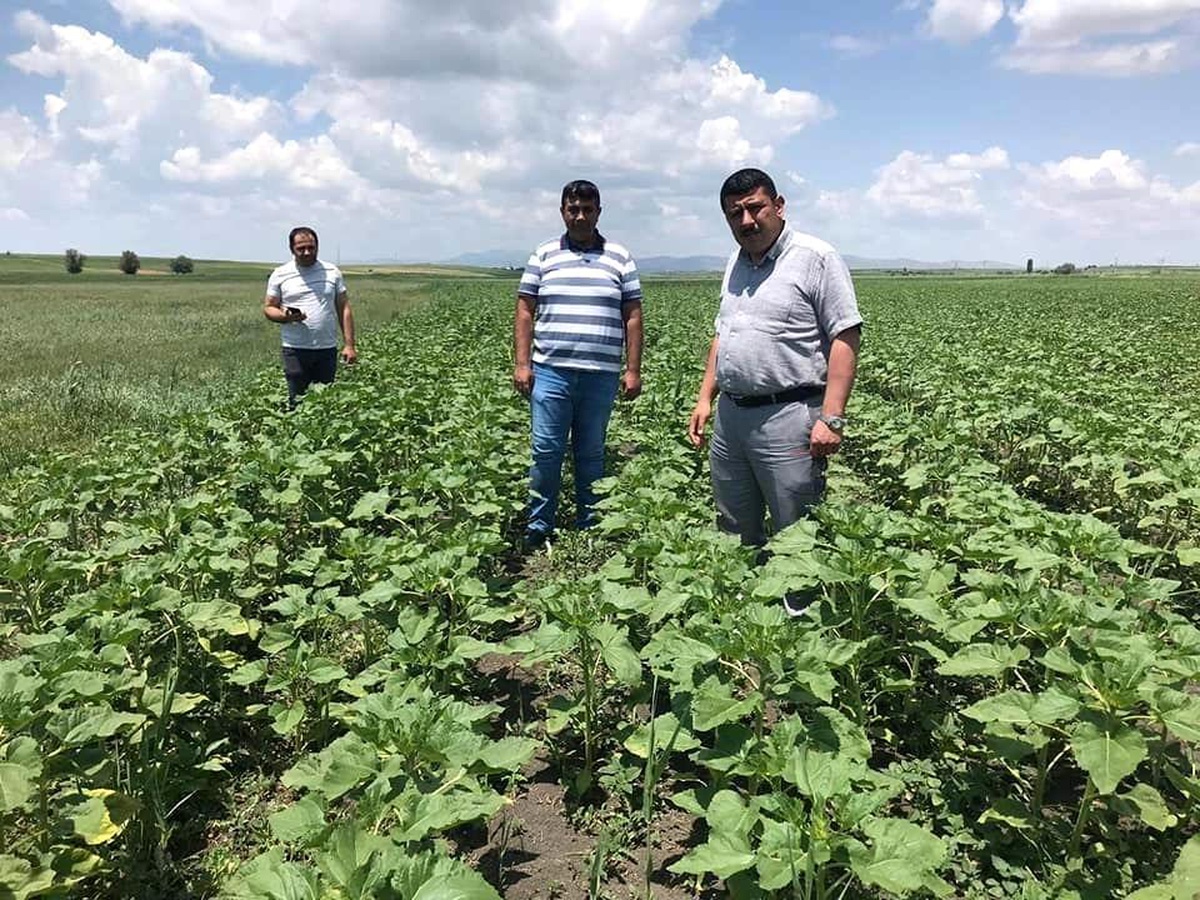 Beyşehir\'de ayçiçeği ve nohut ekili alanlarda inceleme