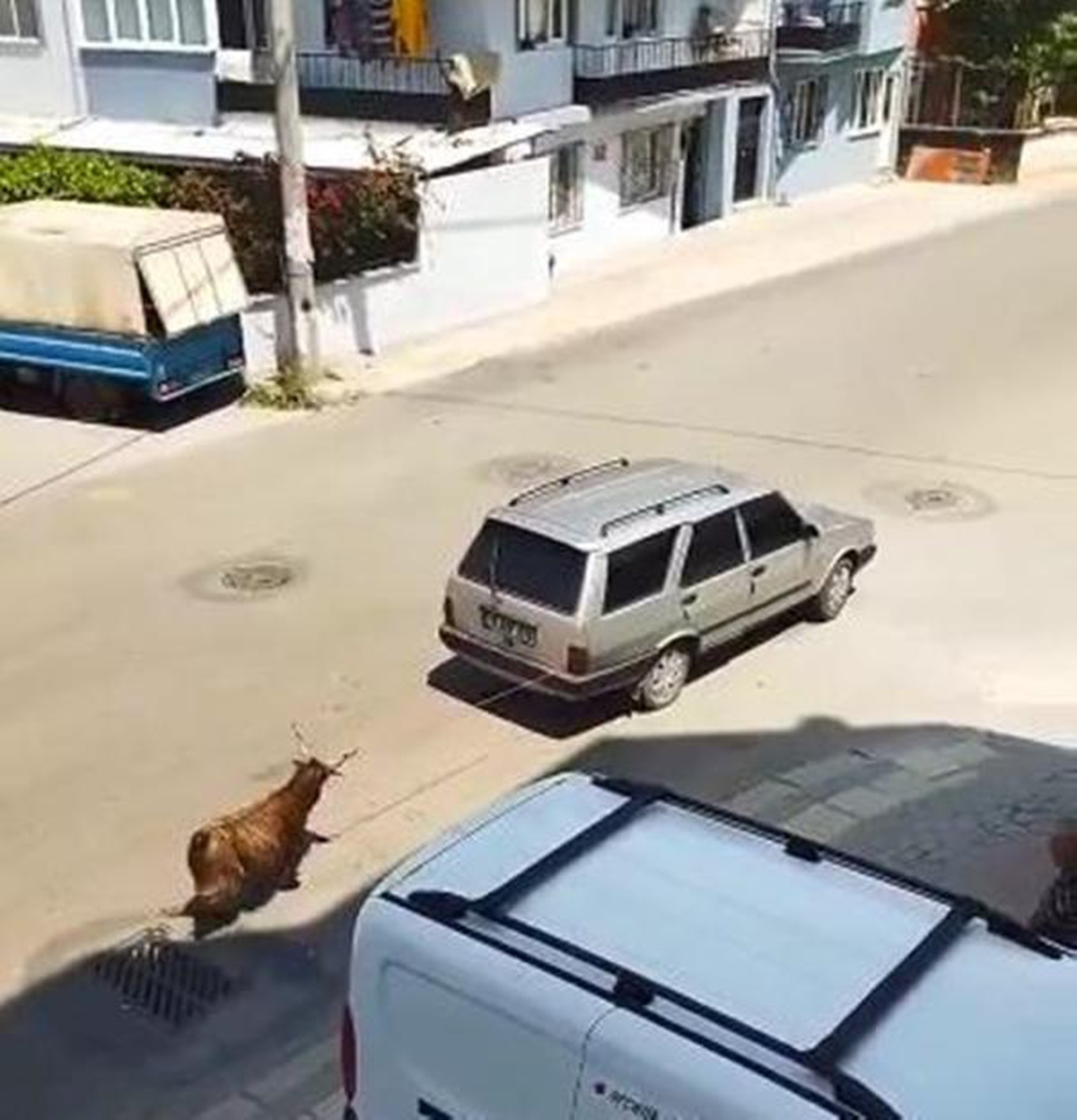 Keçiyi, aracının arkasına bağlayıp çekerek götüren sürücüye gözaltı