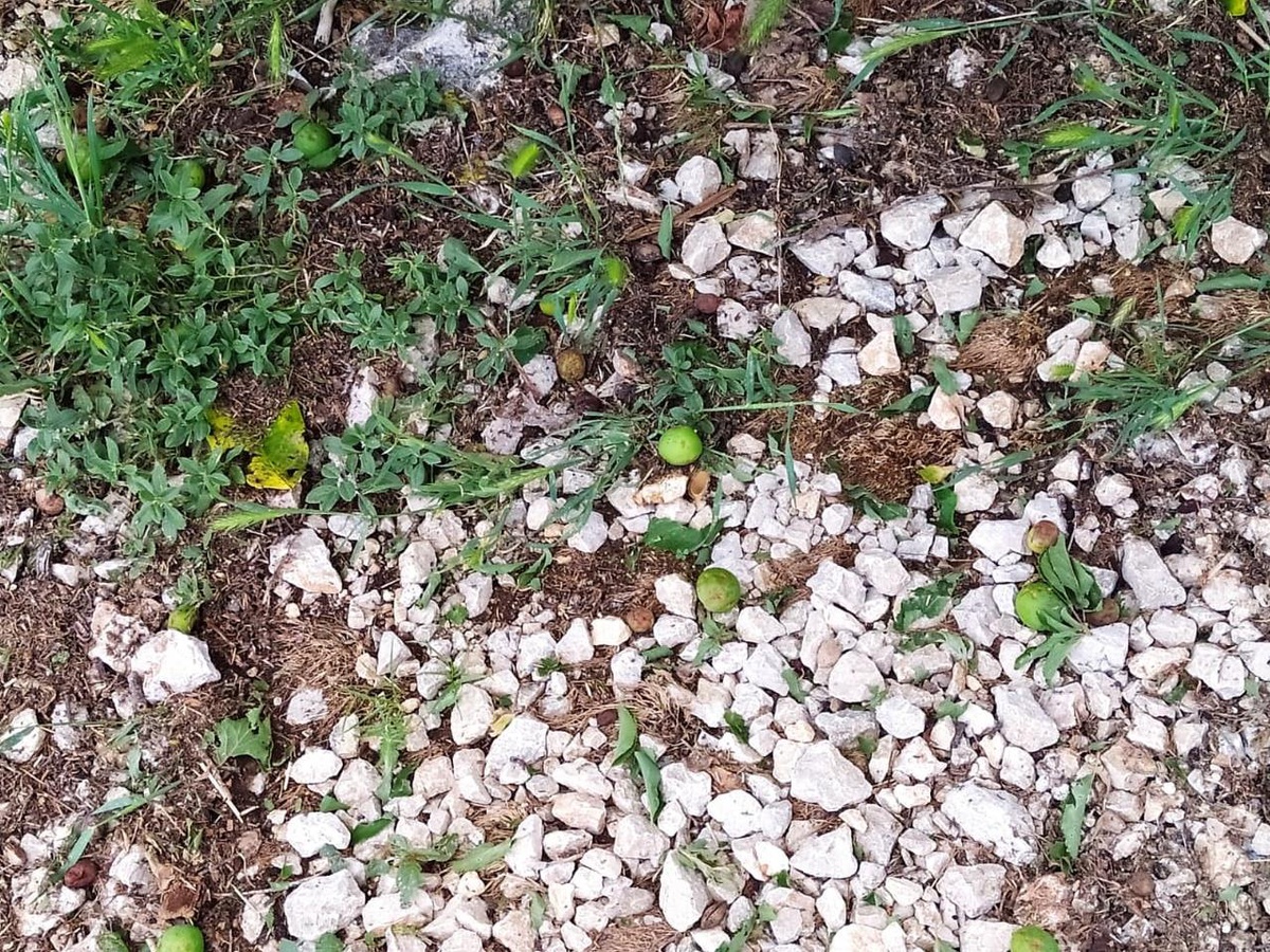 Mersin\'de doludan etkilenen tarım alanlarında hasar tespit çalışmasına başlandı