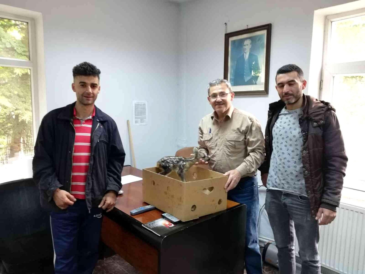 Ormanda bulunan yavru karaca koruma altına alındı