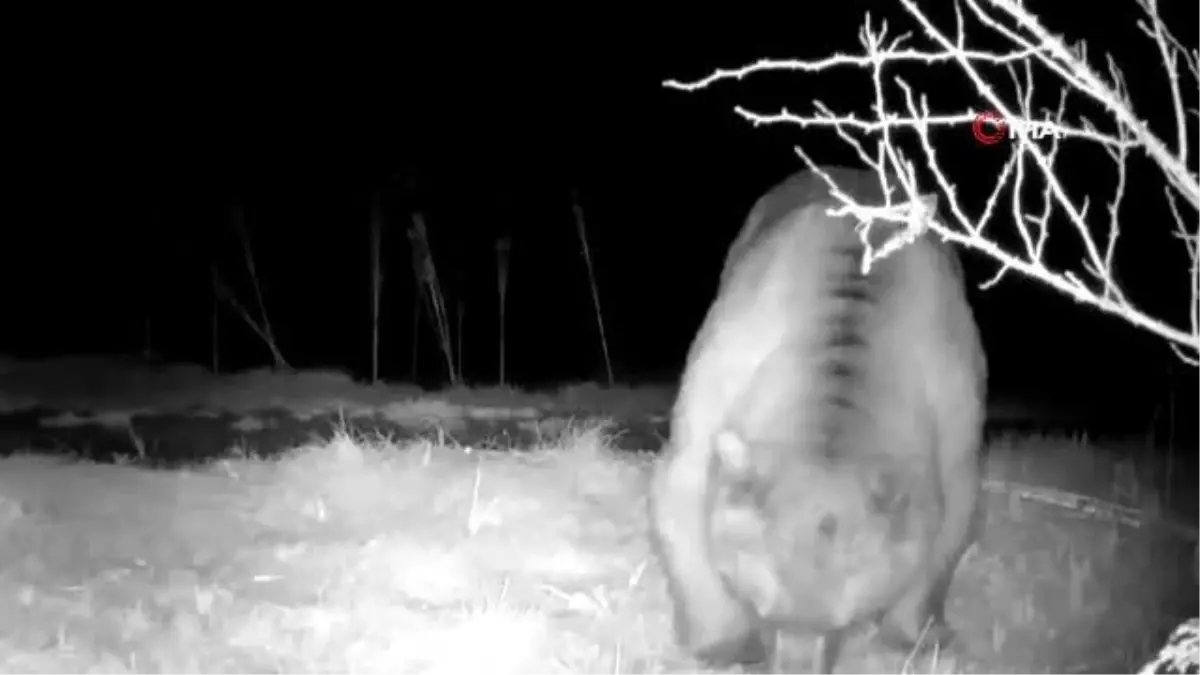 Yaban hayatı fotokapanla görüntülendi