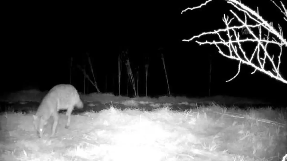 Yaban hayvanları fotokapanla görüntülendi