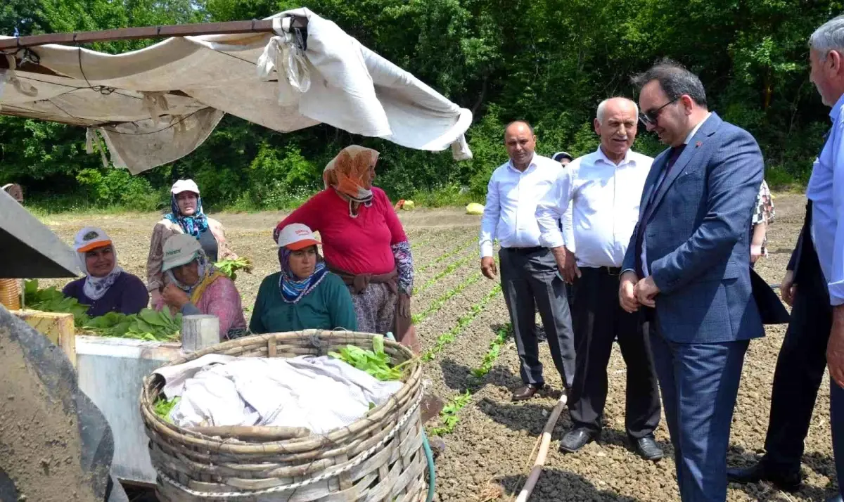 Bafra\'da tütün fideleri toprakla buluştu