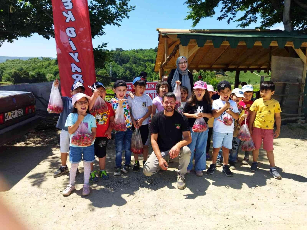 Bilecik\'te minik öğrenciler tarladan çilek topladı