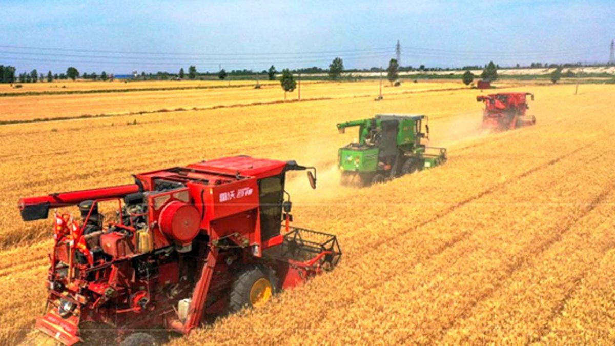 Çin\'de Yaz Hasadı Gıda Güvenliğini Sağlayacak Seviyeye Ulaştı