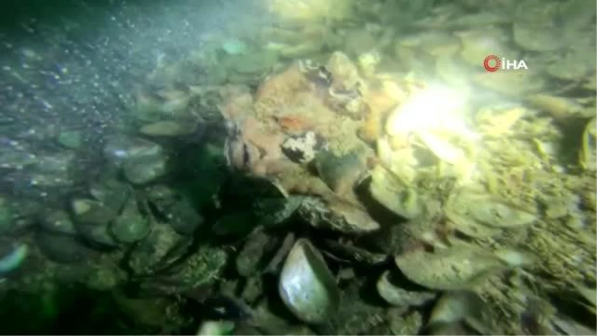 Deniz polisi Marmara Denizi\'nde ender rastlanan ahtapot türünü görüntüledi