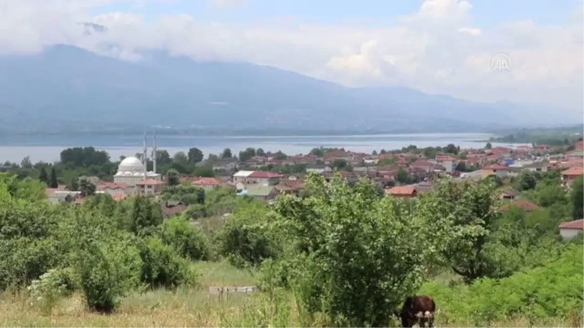 "Eşme eriği"nde çiftçilerin hasat mesaisi başladı