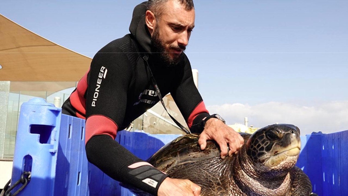 İsrail Deniz Kaplumbağası Kurtarma Merkezi\'ne Bir Ziyaret