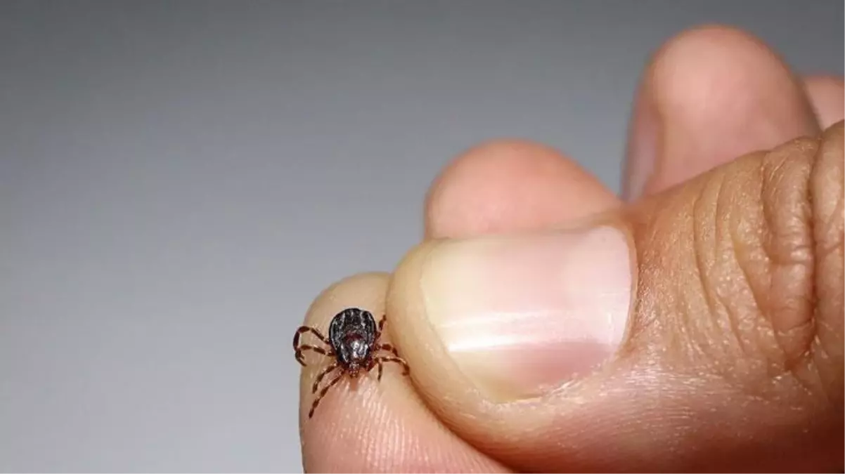 Yaz geldi, birçok ölüme sebep olan kenelerle ilgili korkular gün yüzüne çıktı! Uzman, doğru bilinen yanlışları açıkladı