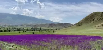 Mor renkli çiçekler doğayı süsledi