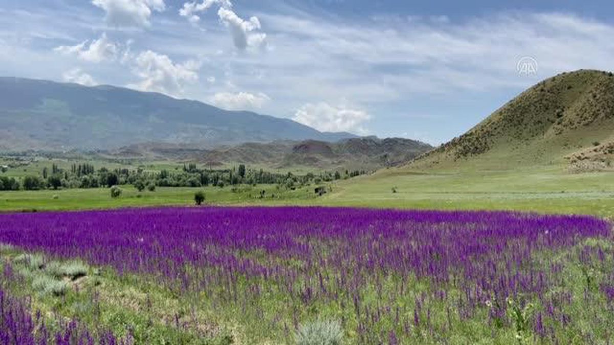 Mor renkli çiçekler doğayı süsledi