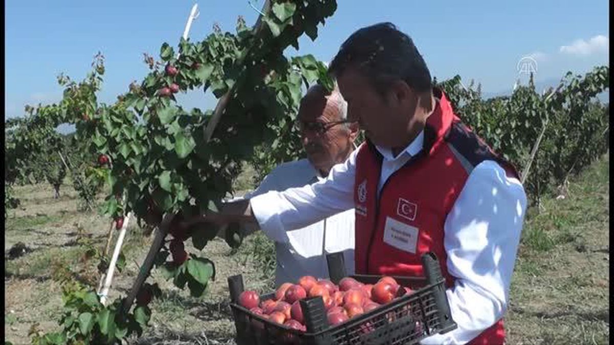 Ödemiş'te kayısı ve incir yaygınlaşıyor