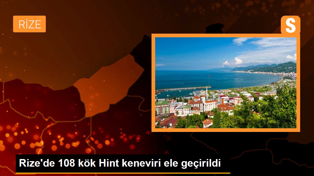 Rize\'de 108 kök Hint keneviri ele geçirildi