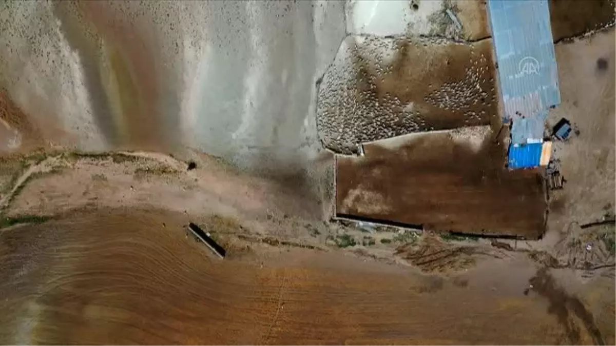 Tiftiğiyle meşhur Ankara keçisinin oğlakları merayla buluştu