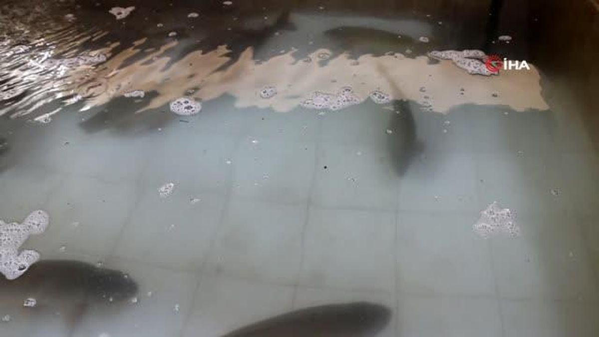 Yeni sezon yavru sazan balığı üretimi sağımla başladı