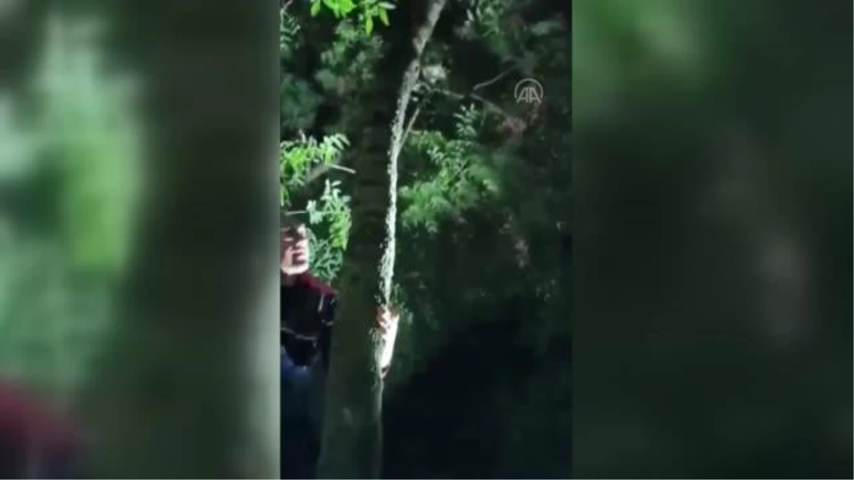 Ağaçta mahsur kalan kediyi polis ekipleri kurtardı