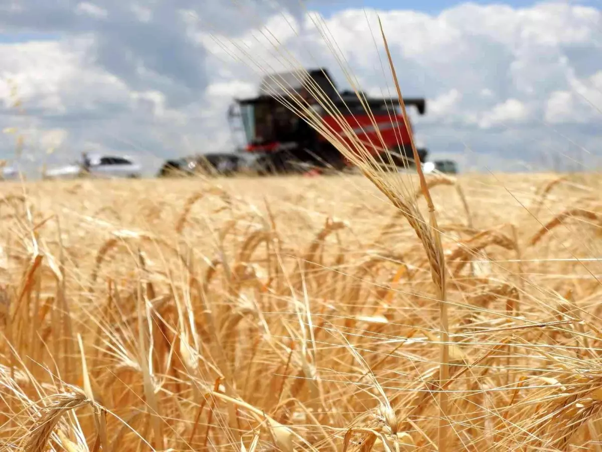 Arpanın merkezi Edirne\'de verim üreticinin yüzünü güldürüyor