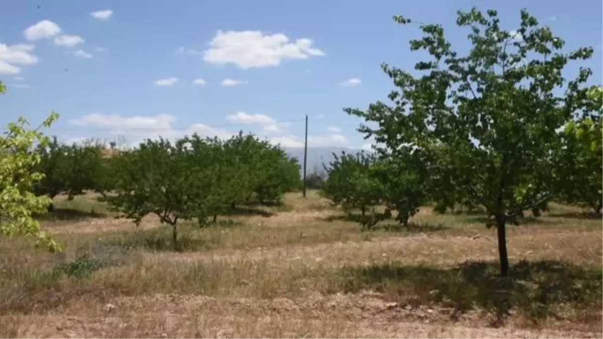 Bahçeden izinsiz kayısı toplama kavgasında 5 güvenlik görevlisi yaralandı