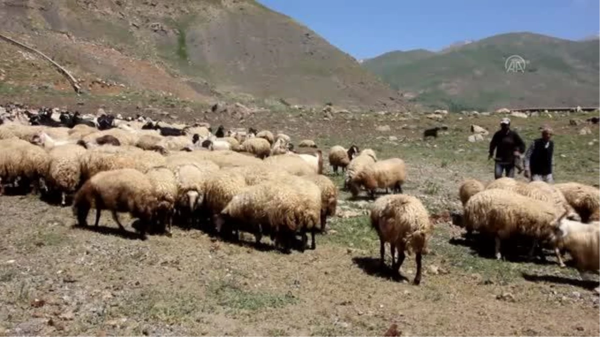 Çiftçiye küçükbaş hayvan desteği