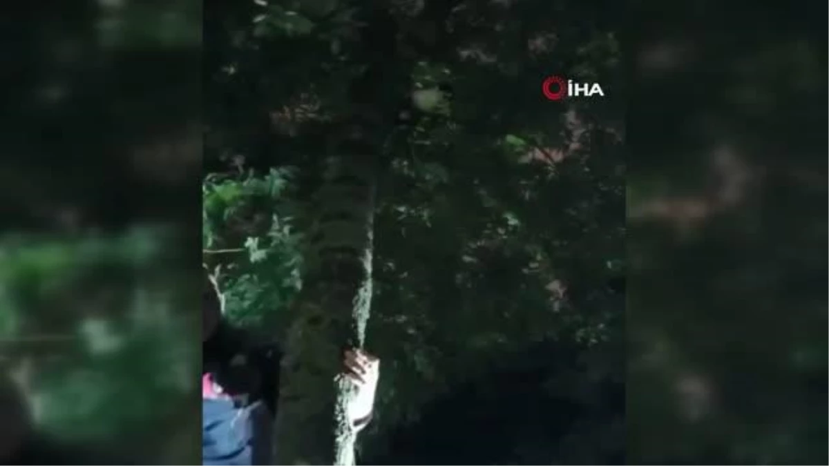 Çıktığı ağaçtan inemeyen yavru kedi için seferber oldular