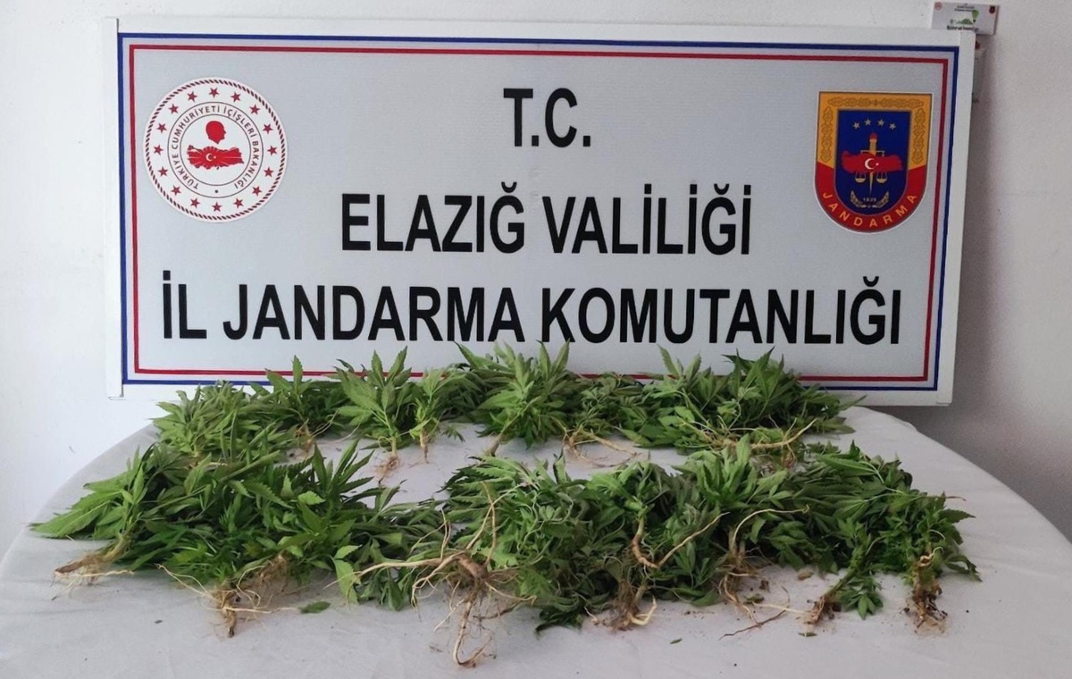 Elazığ\'da kayalarla çevirdikleri arazide Hint keneviri yetiştiren 2 zanlı yakalandı