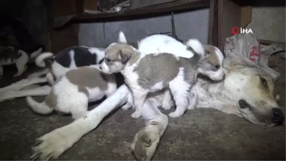 Evin merdiven boşluğuna sığınan sokak köpeği ve 11 yavrusuna ev sahibinden şefkat eli