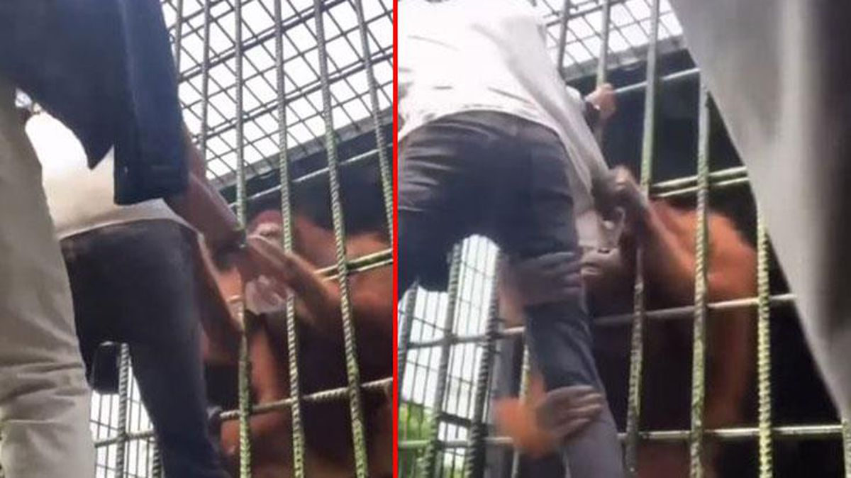 Hayvanat Bahçesi'nde korku dolu saniyeler! Orangutan bacağından kilitlediği adamı rehin aldı
