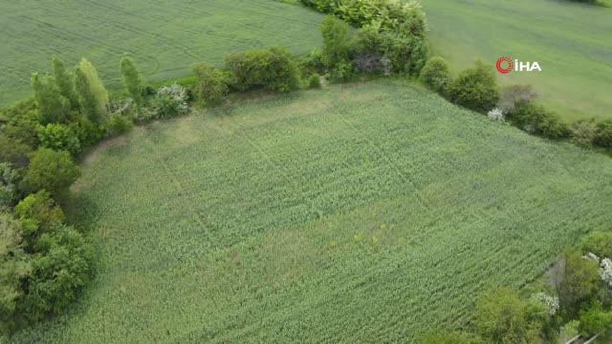 Hububatta rekolte artışı bekleniyor