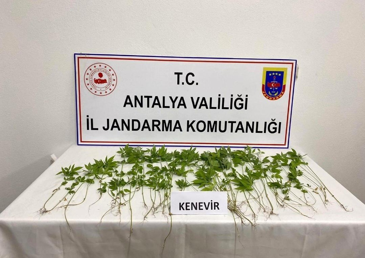 İş yerinin yatakhanesinde kenevir yetiştiren şüpheli yakalandı
