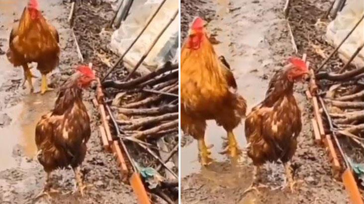 Sosyal medyada dolaşan video yürek ısıttı! Horoz, yağmurdan ıslanan tavuğu korumak için kanatlarının altına aldı