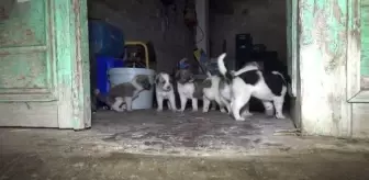 Sahipsiz köpek ve yeni doğan 11 yavrusuna vatandaş sahip çıktı