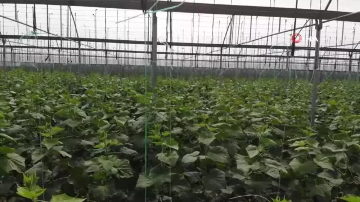 Seralarda üretilen taze salatalık tezgahlardaki yerini aldı