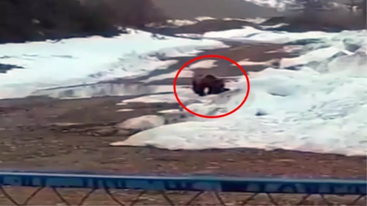 Boz ayıya tuzak kurup havaya uçurdular! Vahşet anları kameralarda