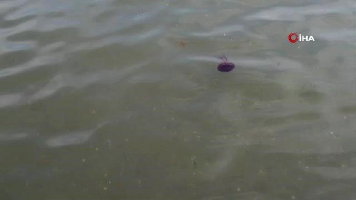 Yalova Sahili\'nde zehirli pusula denizanası görüldü