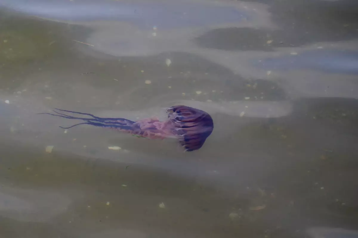 Yalova sahillerinde zehirli pusula denizanası görüldü