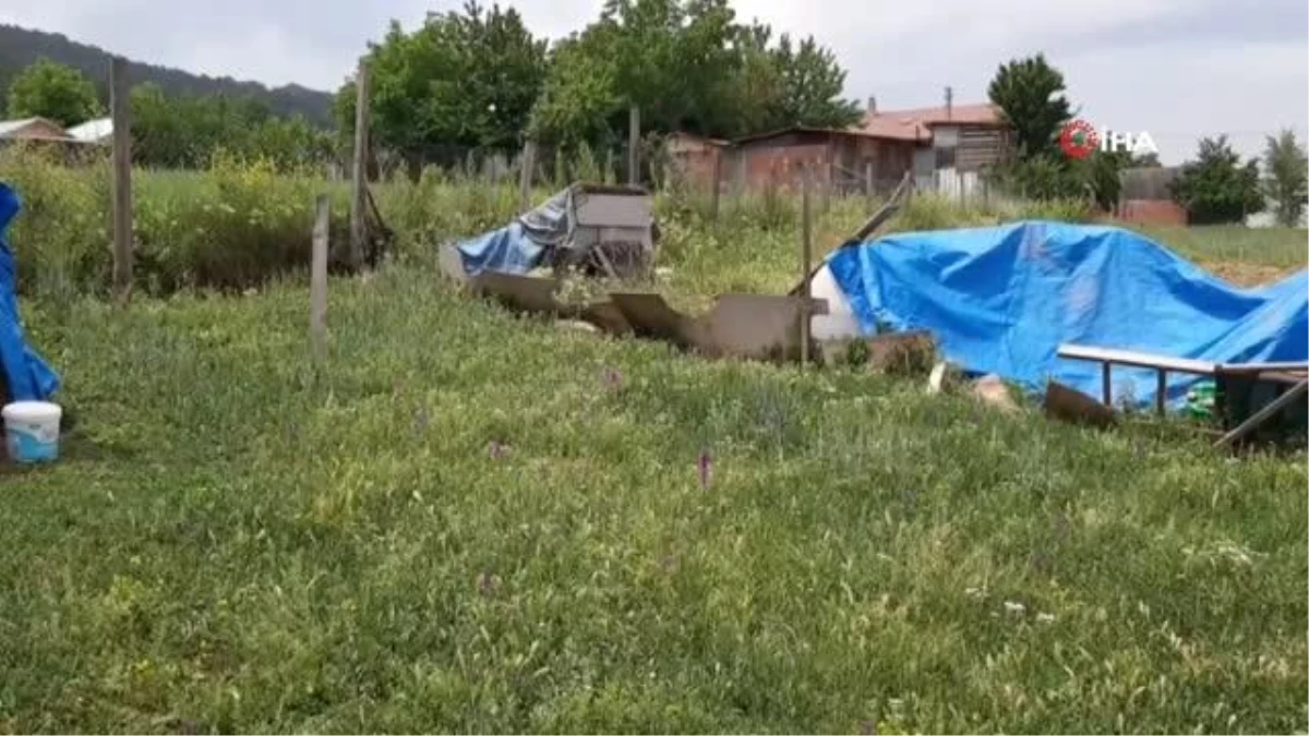 Balıkçı ağıyla yakalanan yaralı vaşak telef oldu, tahnit edilerek sergilenecek