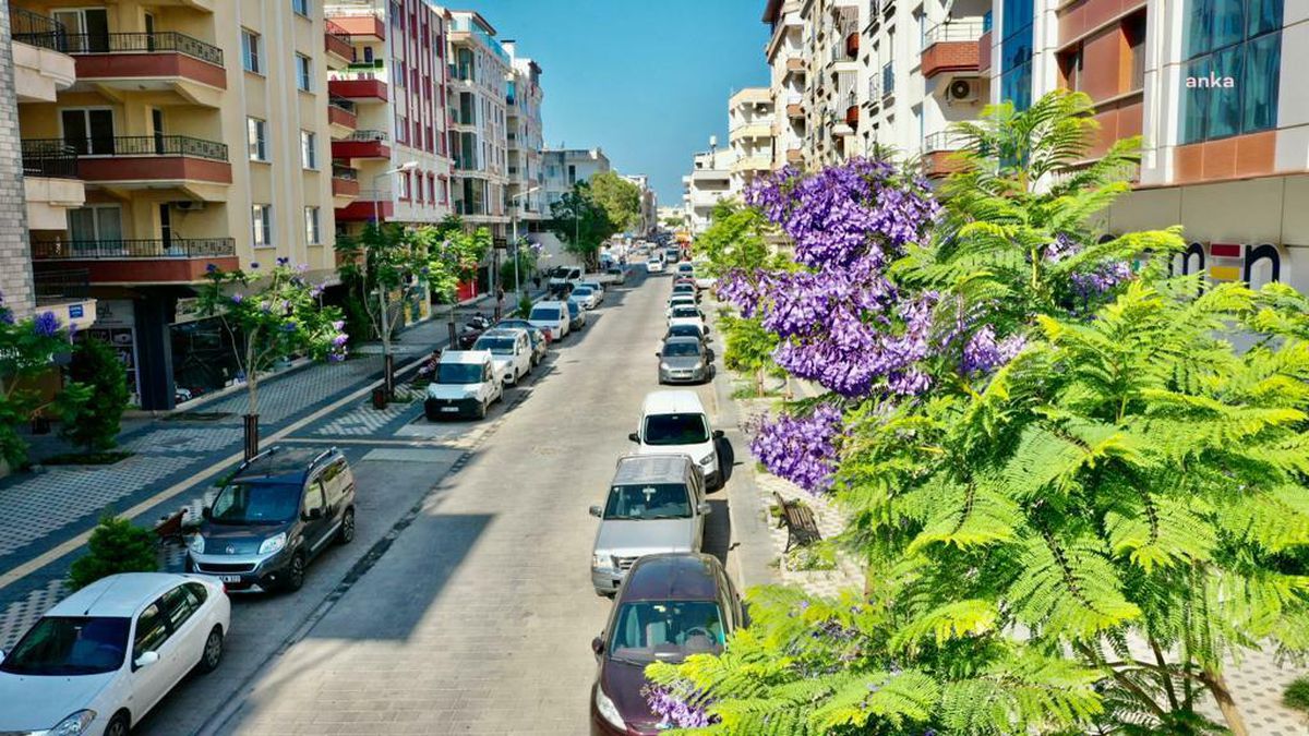 Didim\'de Jakaranda Ağaçları Çiçek Açtı