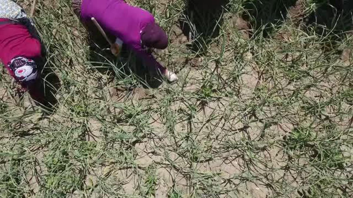 KASTAMONU - AB tescilli Taşköprü sarımsağında 25 bin tona yakın rekolte bekleniyor