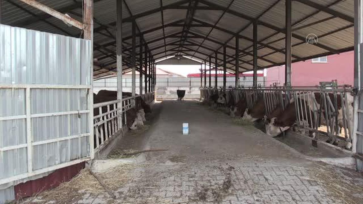 Kene ile mücadele kapsamında tüm büyükbaş hayvanlar ilaçlanıyor