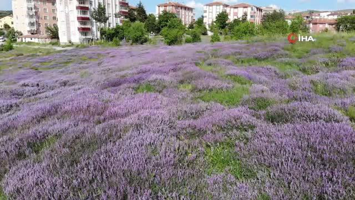 Kırlarda açan mor çiçekler görsel ziyafet sunuyor