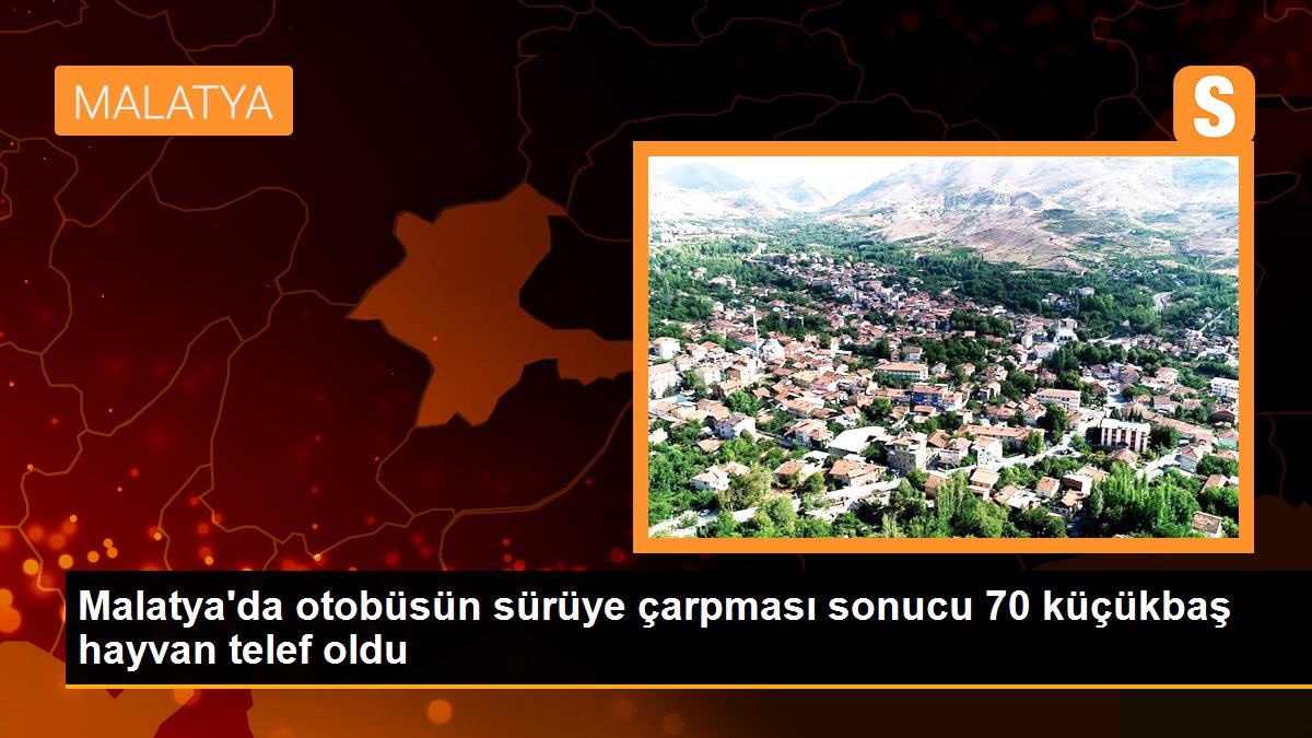 Malatya\'da otobüsün sürüye çarpması sonucu 70 küçükbaş hayvan telef oldu