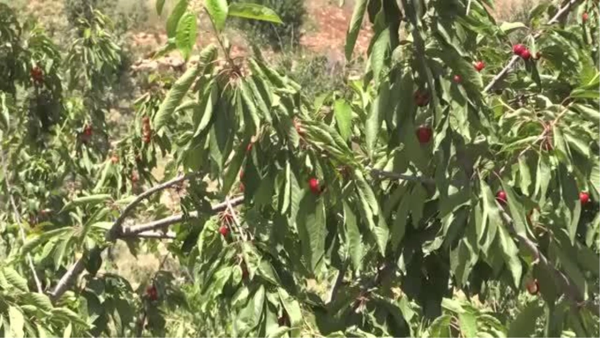 Mardin Yeşilli\'de "Napolyon" kirazında hasat dönemi başladı