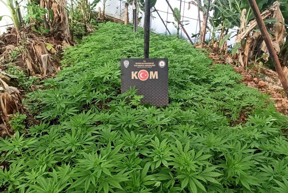 Muz serasında Hint keneviri ve esrar ele geçirildi