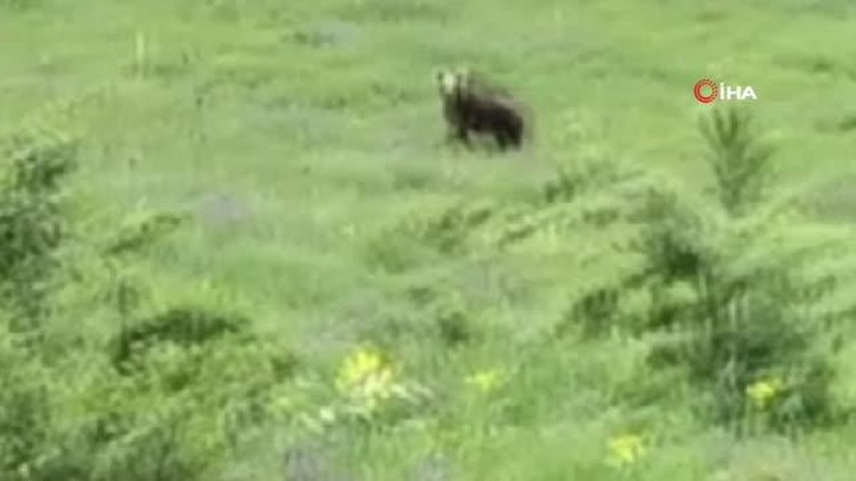 Ormanlık alanda karşılaştığı ayı iletişim kurmaya çalışan vatandaşın gülümseten anları kamerada