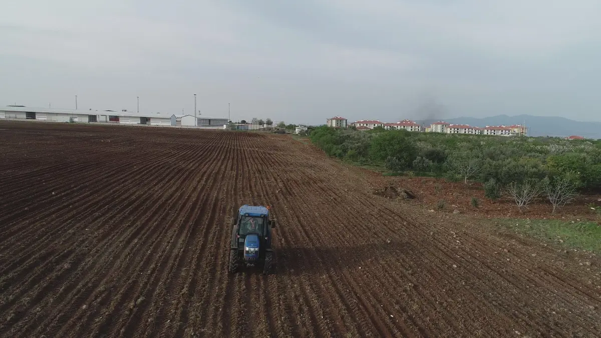 Şehzadeler Belediyesi, üreteceği silajlık mısırı besicilere dağıtacak
