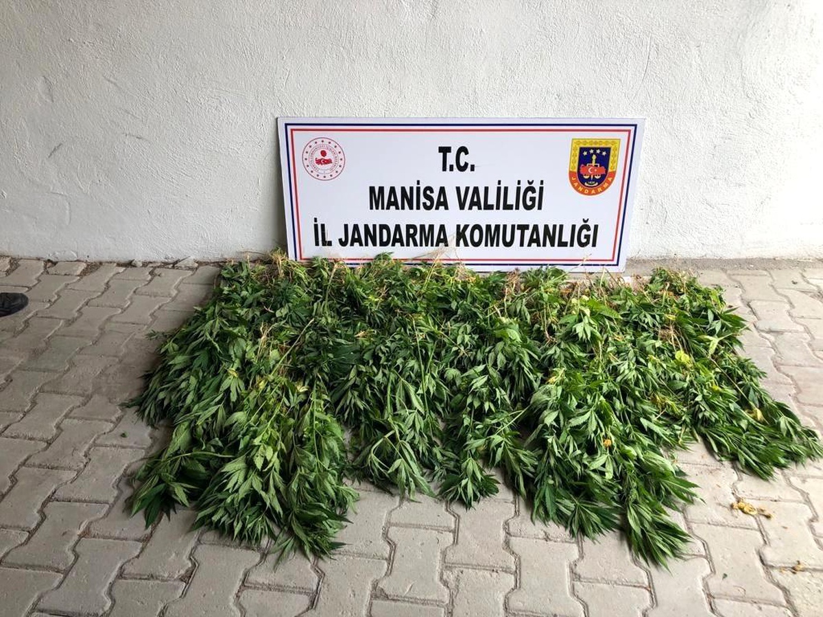 Soma\'da dere yatağına ekilen kenevirler imha edildi